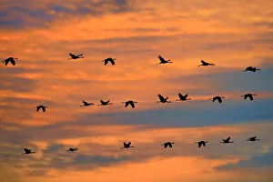 Common cranes (Grus grus) flock on migration at sunset, Montier en Der, Aube, France Common cranes (Grus grus) flock on migration at sunset, Montier en Der, Aube, France