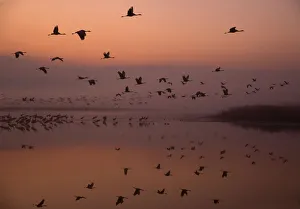 Common cranes (Grus grus) leaving the roost at dawn, Hula Valley, Northern Israel Common cranes (Grus grus) leaving the roost at dawn, Hula Valley, Northern Israel