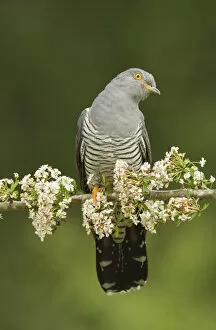 Common Cuckoo Gallery: Common Cuckoo (Cuculus canorus) calling perched on branch of Hawthrorn(Cratageus monogyna) Surrey