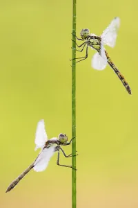 Common darter dragonflies (Sympetrum striolatum) two females resting on reed, Dunsdon Common darter dragonflies (Sympetrum striolatum) two females resting on reed, Dunsdon