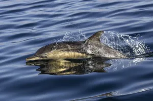 Common dolphin (Delphinus delphis) porpoising at the surface to breathe, Inner Hebrides Common dolphin (Delphinus delphis) porpoising at the surface to breathe, Inner Hebrides