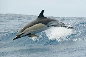 Temperate Gallery: Common dolphin (Delphinus delphis) jumping, Pico, Azores, Portugal, June 2009