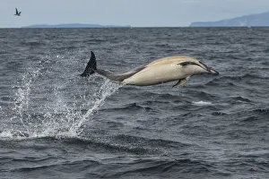 Common dolphin (Delphinus delphis) leaping out of sea, Isle of Coll, Inner Hebrides Common dolphin (Delphinus delphis) leaping out of sea, Isle of Coll, Inner Hebrides