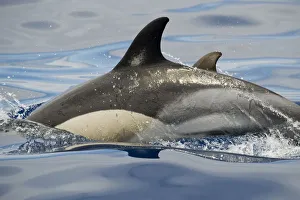Common dolphin (Delphinus delphis) porpoising, Pico, Azores, Portugal, June 2009 Common dolphin (Delphinus delphis) porpoising, Pico, Azores, Portugal, June 2009