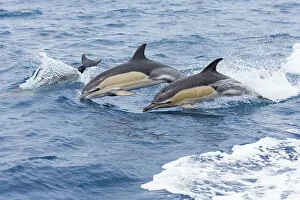 Breaches Gallery: Common dolphin pod (Delphinus delphis) jporposing, Horta island, Azores, Atlantic Ocean