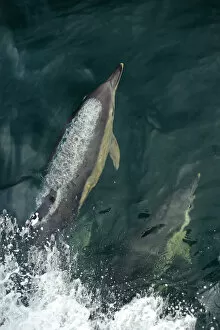 Images Dated 15th June 2010: Common dolphins (Delphinus delphis) bow-riding, near South Uist, Outer Hebrides, Scotland