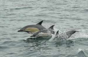 Images Dated 15th June 2010: Common dolphins (Delphinus delphis) breaching, near South Uist, Outer Hebrides, Scotland