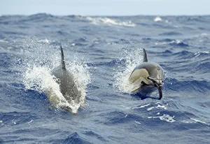 Two Common dolphins (Delphinus delphis) porpoising, Pico, Azores, Portugal, June 2009 Two Common dolphins (Delphinus delphis) porpoising, Pico, Azores, Portugal, June 2009