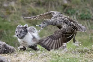 Common eider duck (Somateria mollissima) female defending her nest from arctic fox Common eider duck (Somateria mollissima) female defending her nest from arctic fox