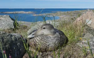 Common eider (Somateria mollissima), female on her nest with sea behind, Finland, May Common eider (Somateria mollissima), female on her nest with sea behind, Finland, May