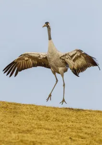 Common / Eurasian crane (Grus grus) displaying. Lake Hornborga, Sweden, April Common / Eurasian crane (Grus grus) displaying. Lake Hornborga, Sweden, April