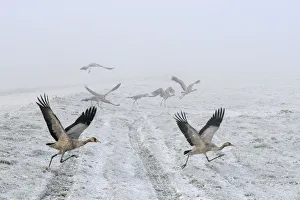Common / Eurasian cranes (Grus grus) small flock of juveniles taking flight over Common / Eurasian cranes (Grus grus) small flock of juveniles taking flight over