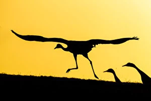 Roost Gallery: Common / Eurasian cranes (Grus grus) taking flight for roasting site, at sunset, silhouetted