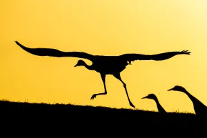 Roost Gallery: Common / Eurasian cranes (Grus grus) taking flight for roasting site, at sunset, silhouetted
