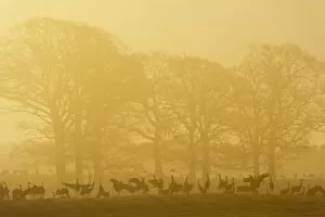 Images Dated 4th April 2009: Common / Eurasian cranes (Grus grus) silhouetted on ground in front of trees at sunrise