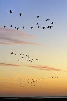 Common / Eurasian cranes (Grus grus) flying from roost site at sunrise, silhouetted Common / Eurasian cranes (Grus grus) flying from roost site at sunrise, silhouetted
