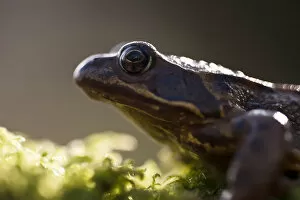 Images Dated 27th January 2012: Common frog {Rana temporaria}, backlit portrait, Cornwall, UK. January 2012