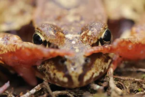 Common frog (Rana temporaria) close-up, Yli-Vuoki old forest reserve, Suomussalmi Common frog (Rana temporaria) close-up, Yli-Vuoki old forest reserve, Suomussalmi