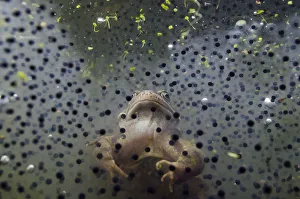Common Frog (Rana temporaria), and frogspawn in a pond, Coldharbour, Surrey, England Common Frog (Rana temporaria), and frogspawn in a pond, Coldharbour, Surrey, England