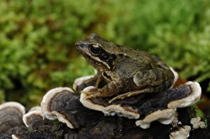 Images Dated 30th October 2006: Common frog {Rana temporaria} sitting on fungi on fallen branch, County Fermanagh