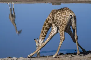 Common giraffe (Giraffa tippelskirchi) bending to drink at a waterhole, with another Common giraffe (Giraffa tippelskirchi) bending to drink at a waterhole, with another