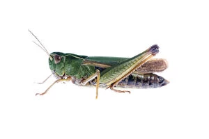 Images Dated 7th July 2007: Common green grasshopper (Omocestus viridulus) Fliess, Naturpark Kaunergrat, Tirol