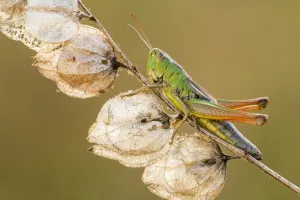 Common Green Grasshopper (Omocestus viridulus), resting on dead Yellow rattle stem Common Green Grasshopper (Omocestus viridulus), resting on dead Yellow rattle stem