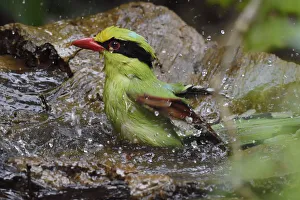 Crows And Jays Gallery: Green Magpie Collection