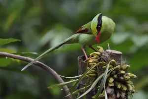 Crows And Jays Gallery: Green Magpie Collection