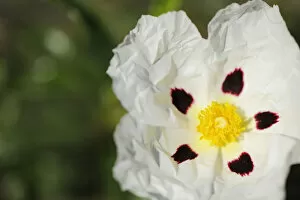 Images Dated 8th April 2009: Common gum cistus (Cistus ladanifer) flower, Monfrague National Park, Extremadura