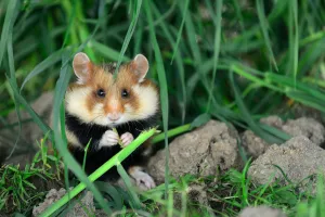 Common hamster feeding (Cricetus cricetus) Alsace, France, April, captive Common hamster feeding (Cricetus cricetus) Alsace, France, April, captive