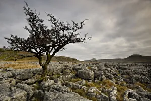 Common Hawthorn (Crataegus monogyna) tree growing out of joints in Carboniferous limestone Common Hawthorn (Crataegus monogyna) tree growing out of joints in Carboniferous limestone