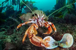 Common hermit crab (Pagurus bernhardus) feeding on a Flame shell (Limaria hians) Common hermit crab (Pagurus bernhardus) feeding on a Flame shell (Limaria hians)