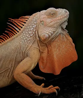 Images Dated 14th January 2011: Common iguana (Iguana iguana) albino, captive, from Central and South America