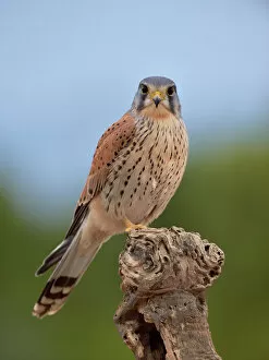 Male Animal Gallery: Common kestrel (Falco tinnunculus) perched on a branch, Valencia, Spain, February