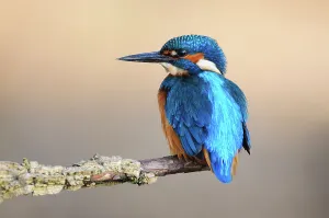 Common Kingfisher (Alcedo atthis) adult male at rest, Dorset, UK, November
