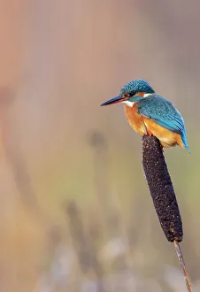 Common kingfisher (Alcedo atthis) perched on a bulrush, Devpm, UK, November Common kingfisher (Alcedo atthis) perched on a bulrush, Devpm, UK, November