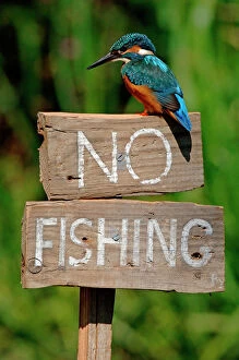 Humorous Gallery: Common kingfisher on No Fishing sign (Alcedo atthis) UK