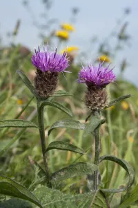 Common knapweed (Centaurea nigra) Sark, British Channel islands, September Common knapweed (Centaurea nigra) Sark, British Channel islands, September