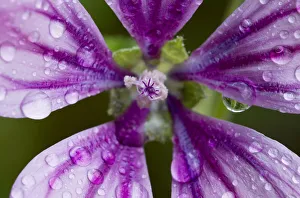 Common mallow (Malva sylvestris) flower covered in raindrops, Kandanos, Crete, Greece Common mallow (Malva sylvestris) flower covered in raindrops, Kandanos, Crete, Greece