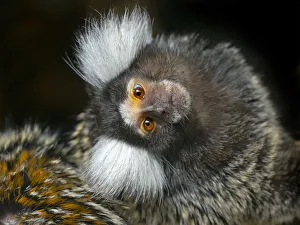 Common marmoset (Callithrix jacchus) with head tilted, captive, occurs in Brazil Common marmoset (Callithrix jacchus) with head tilted, captive, occurs in Brazil