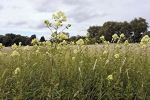 Common meadow-rue (Thalictrum flavum), locally rare plant, Chertsey Meads, Surrey Common meadow-rue (Thalictrum flavum), locally rare plant, Chertsey Meads, Surrey