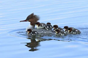 Common merganser (Mergus merganser) female with young on back and around her, Germany Common merganser (Mergus merganser) female with young on back and around her, Germany