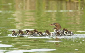 Common mergansers (Mergus merganser) family, female swimming with seventeen ducklings Common mergansers (Mergus merganser) family, female swimming with seventeen ducklings