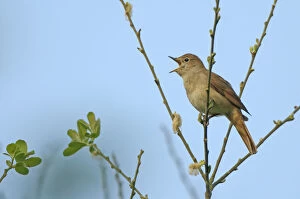 Muscicapidae Gallery: Common nightingale (Luscinia megarhynchos) adult perched, singing, Cambridgeshire, UK, April