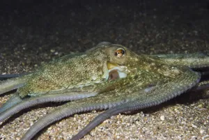 Common octopus (Octopus vulgaris) hunting at night, Elephant Bay, Lavezzi Islands Common octopus (Octopus vulgaris) hunting at night, Elephant Bay, Lavezzi Islands