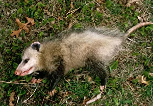 Behaviour Gallery: Common opossum {Didelphis marsupialis} playing dead as defence strategy