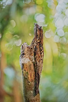 Common Potoo (Nyctibius griseus) camouflaged on tree with a young juvenile opposite it Common Potoo (Nyctibius griseus) camouflaged on tree with a young juvenile opposite it