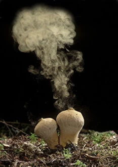 Images Dated 18th May 2011: Common Puffball fungus (Lycoperdon perlatum) emitting spores into the air