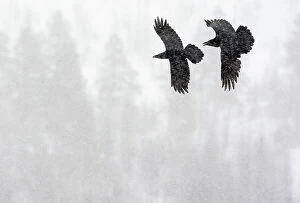 Ravens Gallery: Common Raven (Corvus corax) two in flight during snow storm, Kuusamo, Finland, April